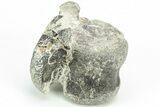 Rare Dinosaur (Hypsilophodon) Vertebra w/ Fossilized Tendons #206520-6